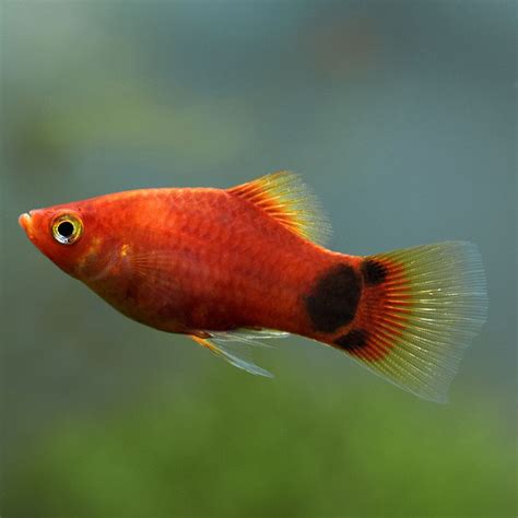 tetra fish|A beginners guide to successful fish keeping .